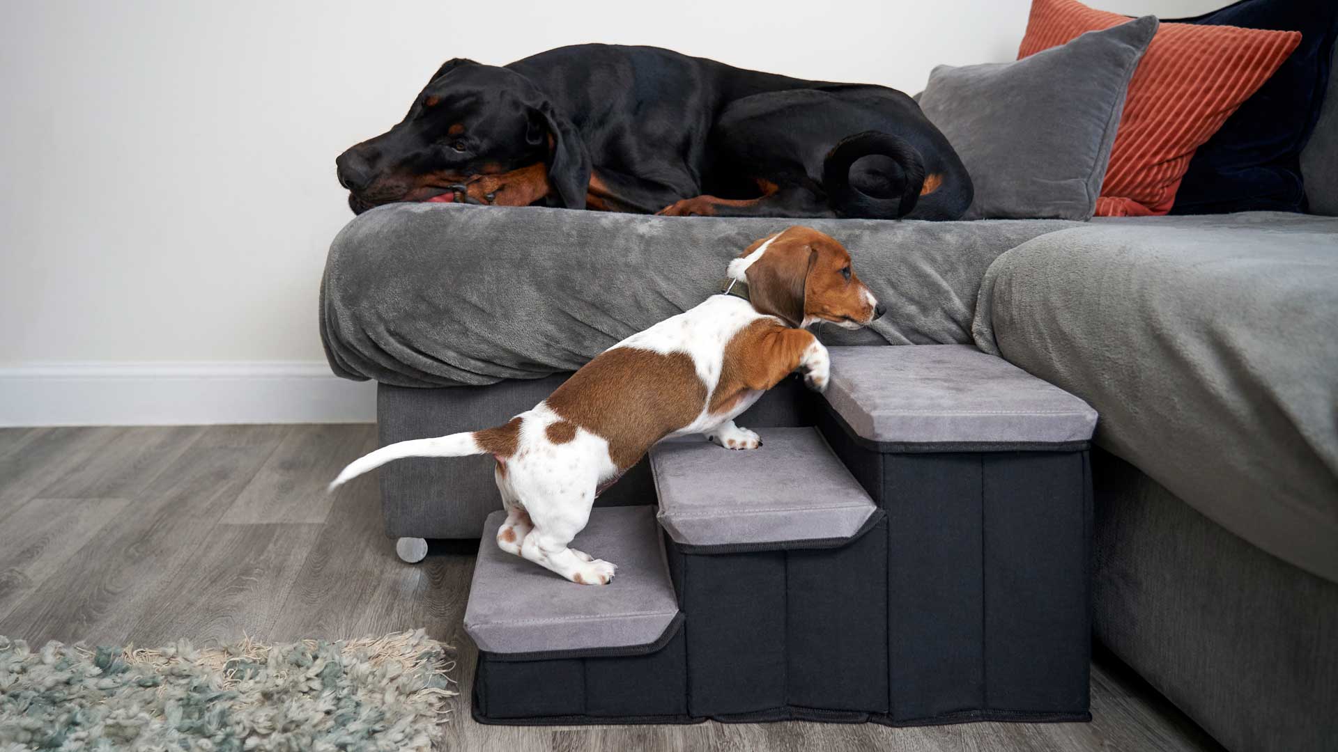 A miniature Dachsund puppy uses steps to get up on the couch with a Black Labrador