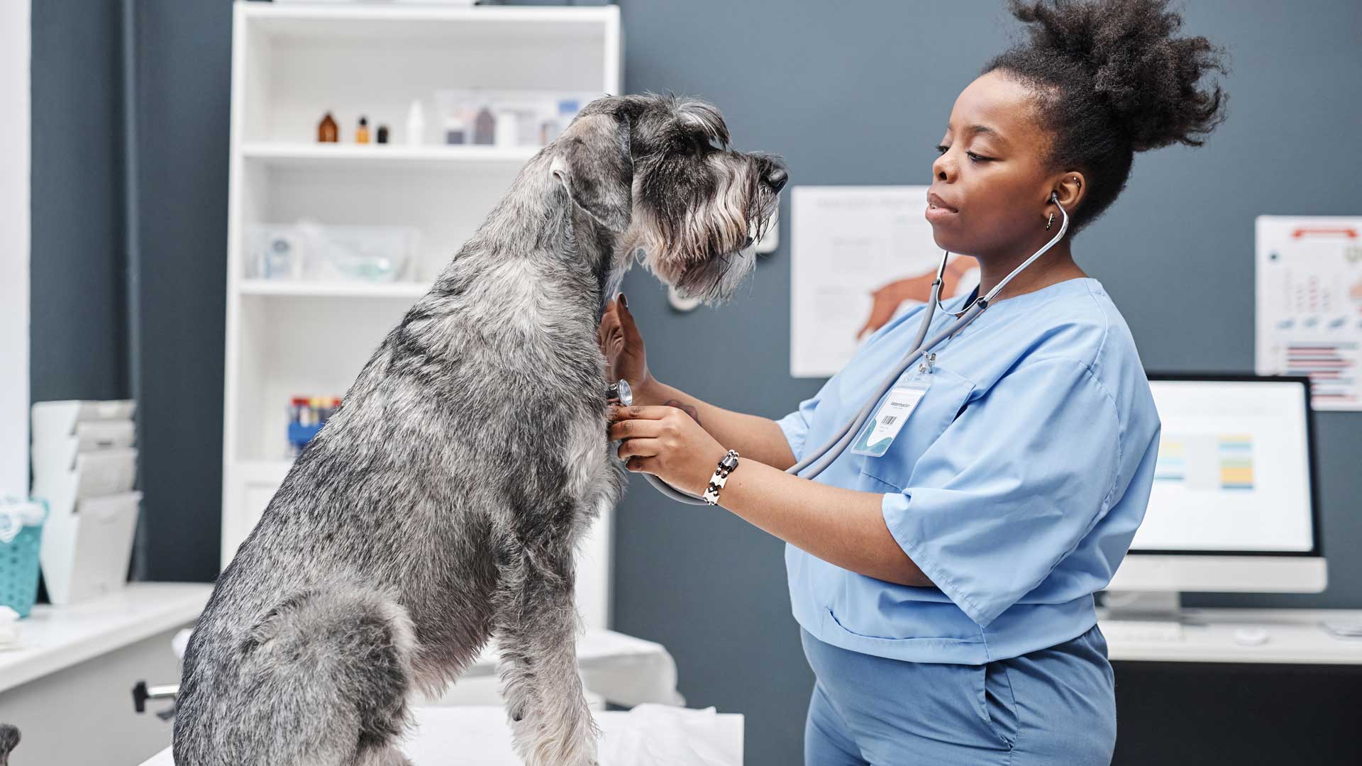 A Schnauzer getting a heart examination by a vet tech