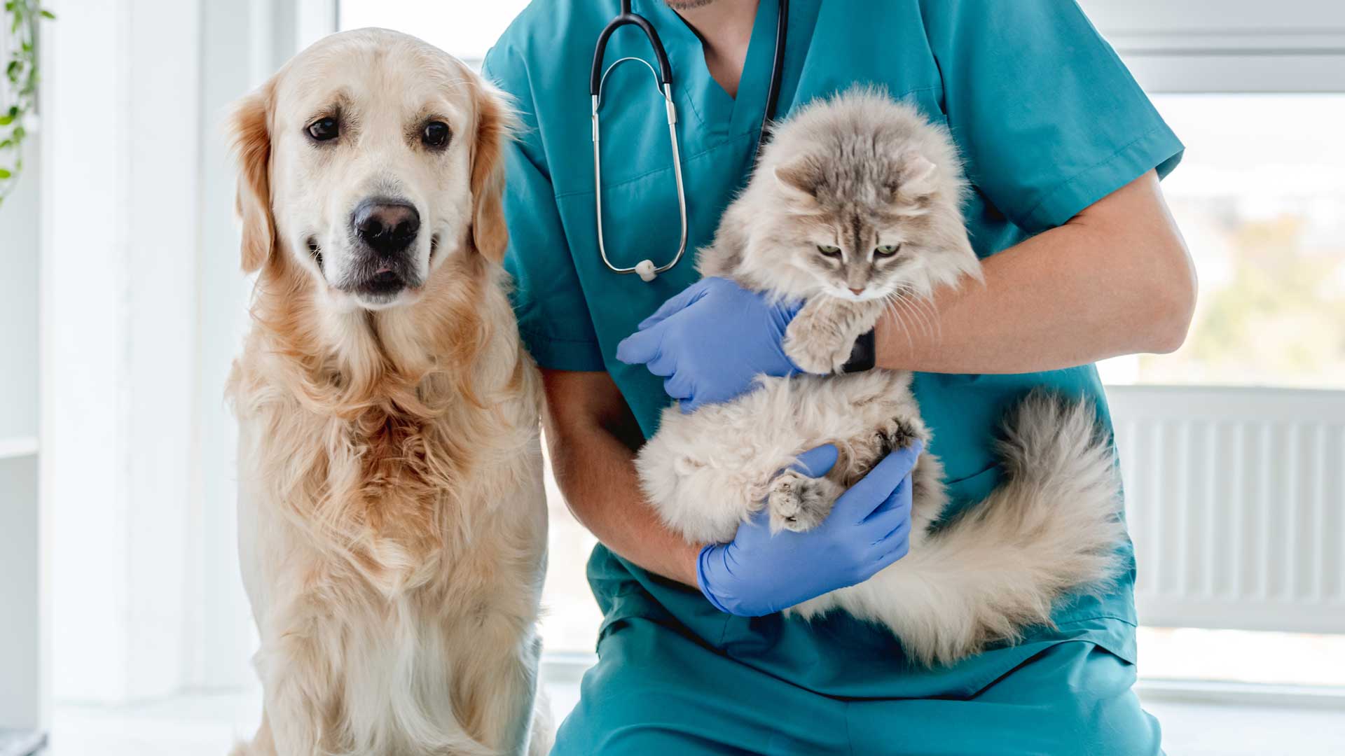 A vet holds a young grey cat while a Golden Retriever looks on