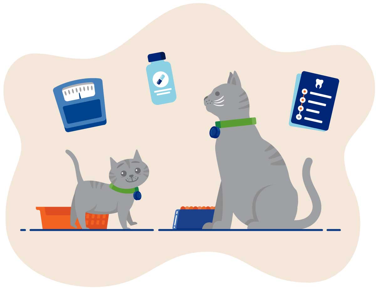 Illustration of a gray cat and kitten with medical supplies