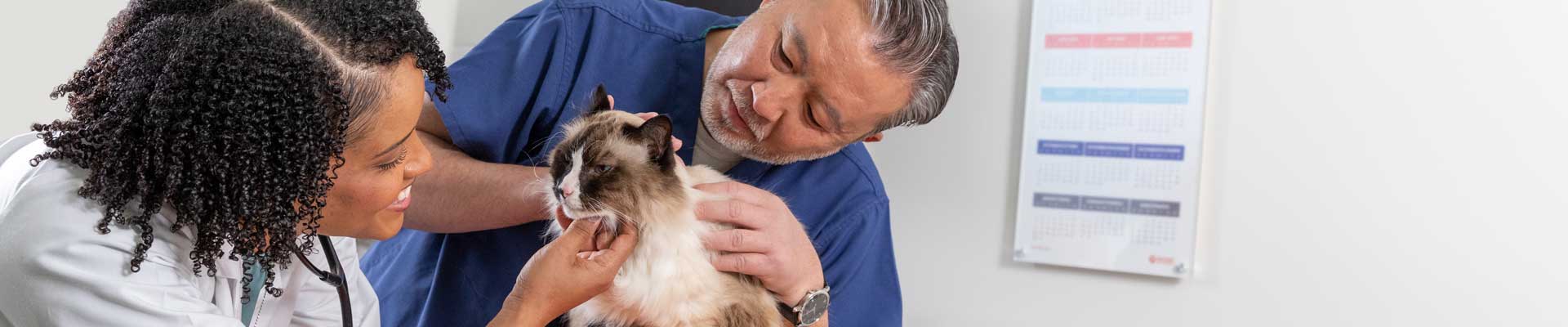 Veterinarian Taneeka Bautista examines a cat with the help of a vet assistant