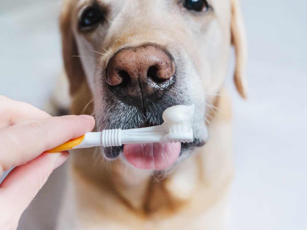 A Golden Retriever prepares to get his teeth brushed