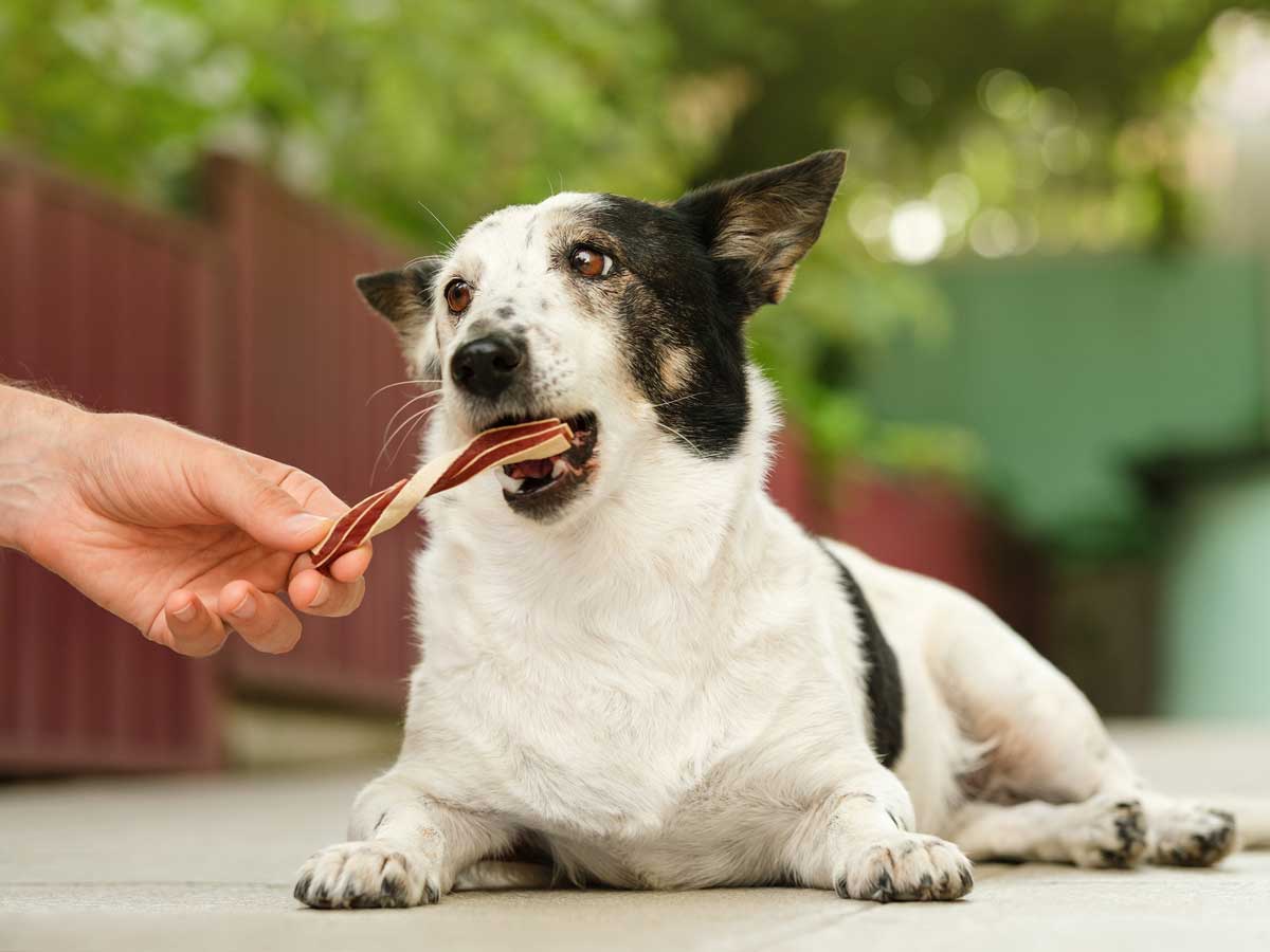 A white and brown dog laying on the ground getting fed a treat