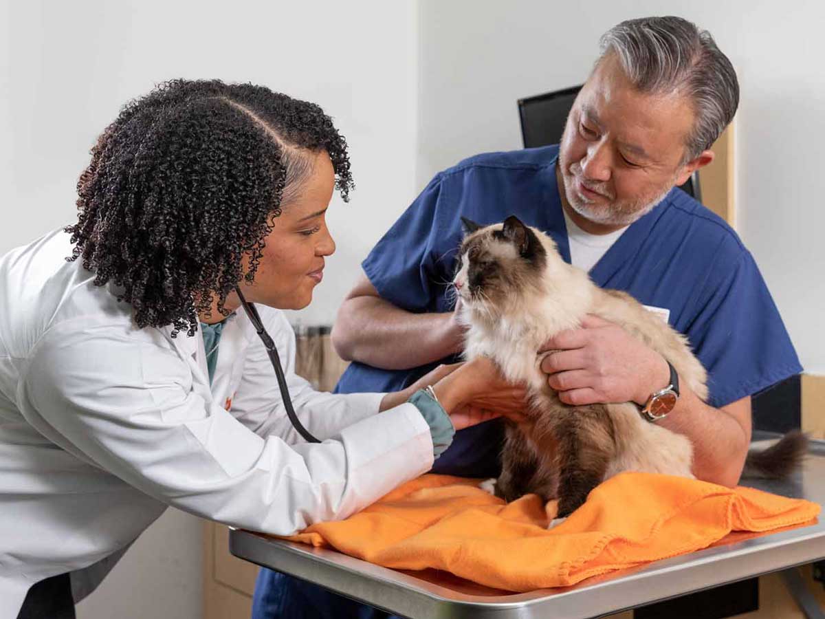 Veterinarian Taneeka Bautista examines a cat with the help of a vet assistant
