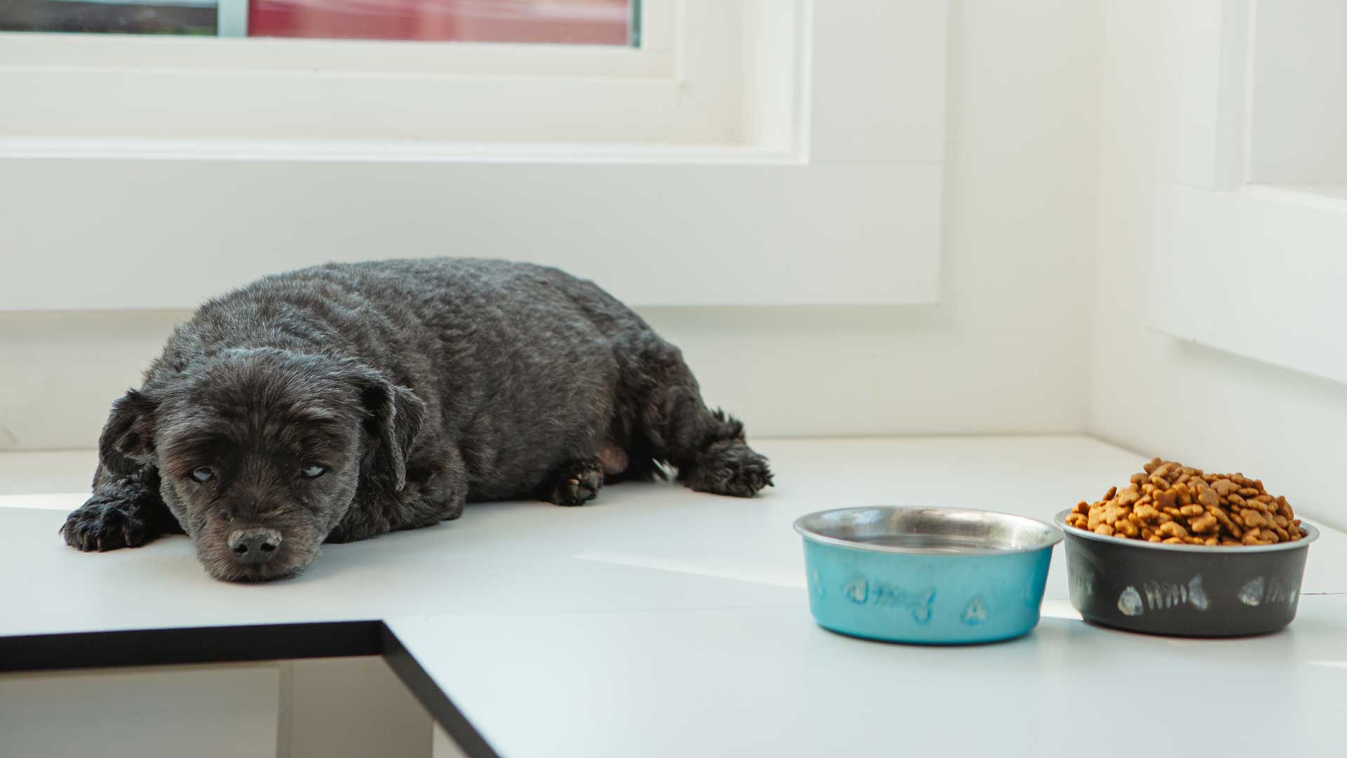 An older gray dog laying next to his bowls of food and water