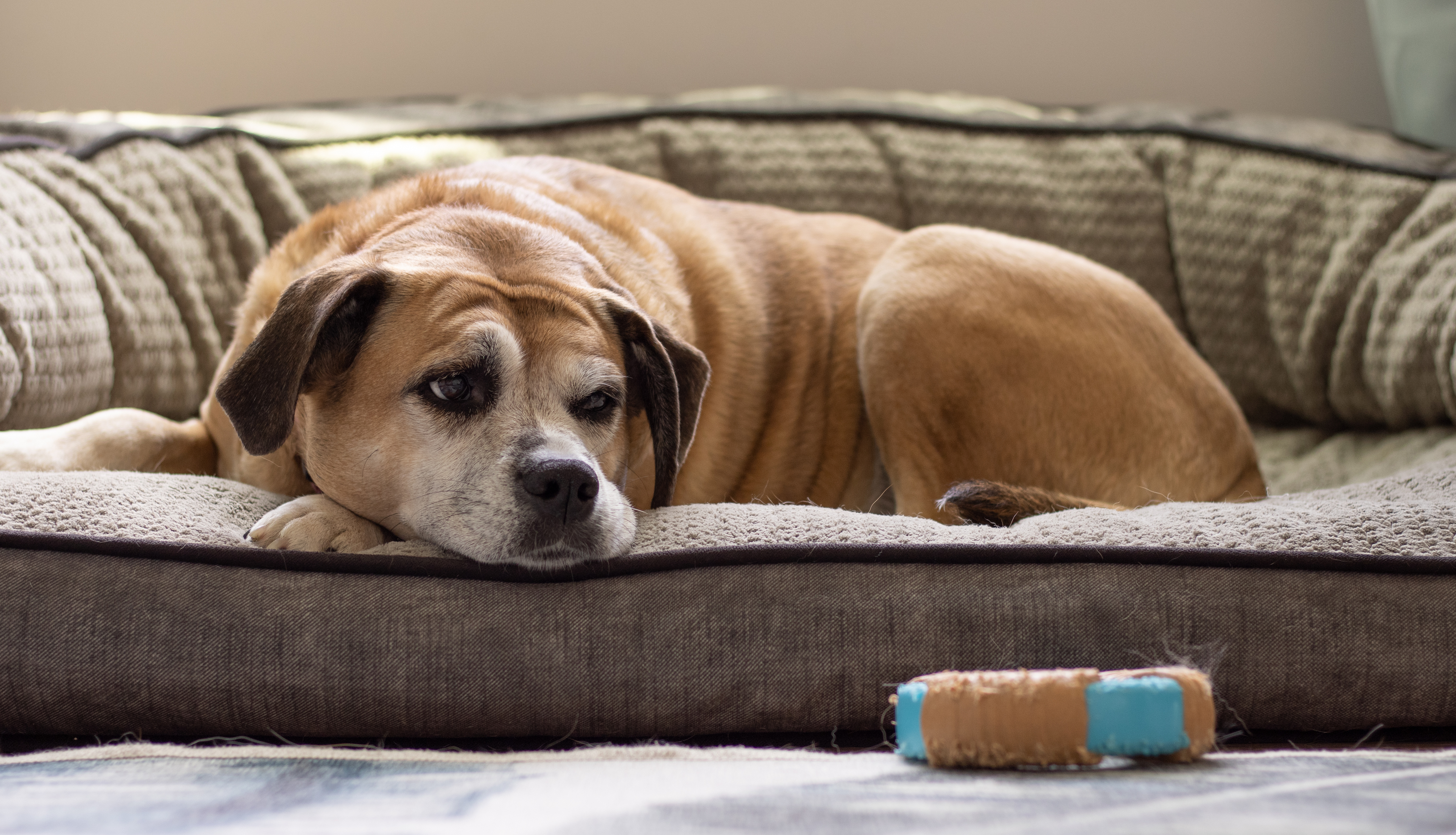 An older brown dog laying on the couch looking at a toy