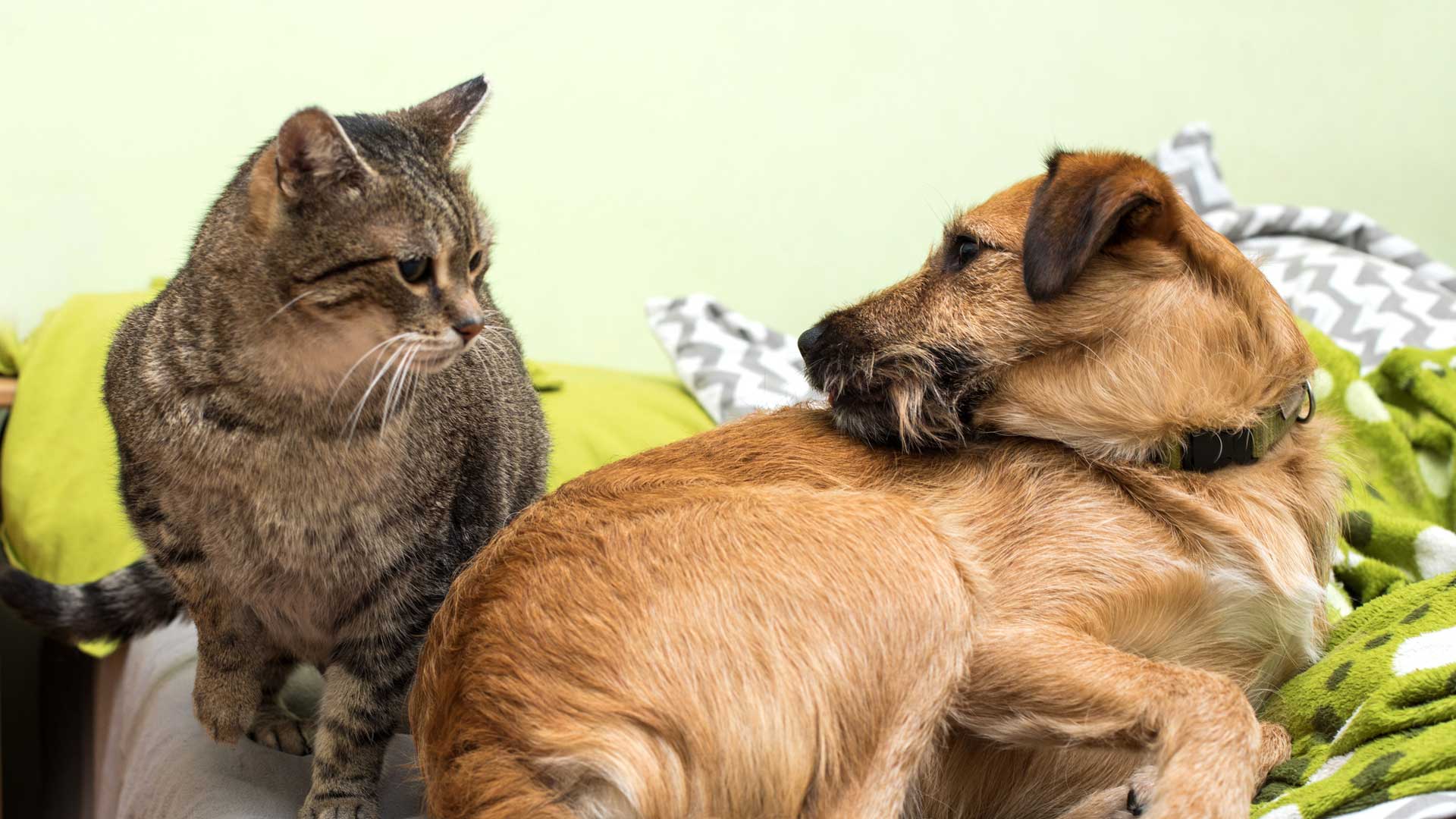 A Abyssinian cat gets its teeth brushed by their owner