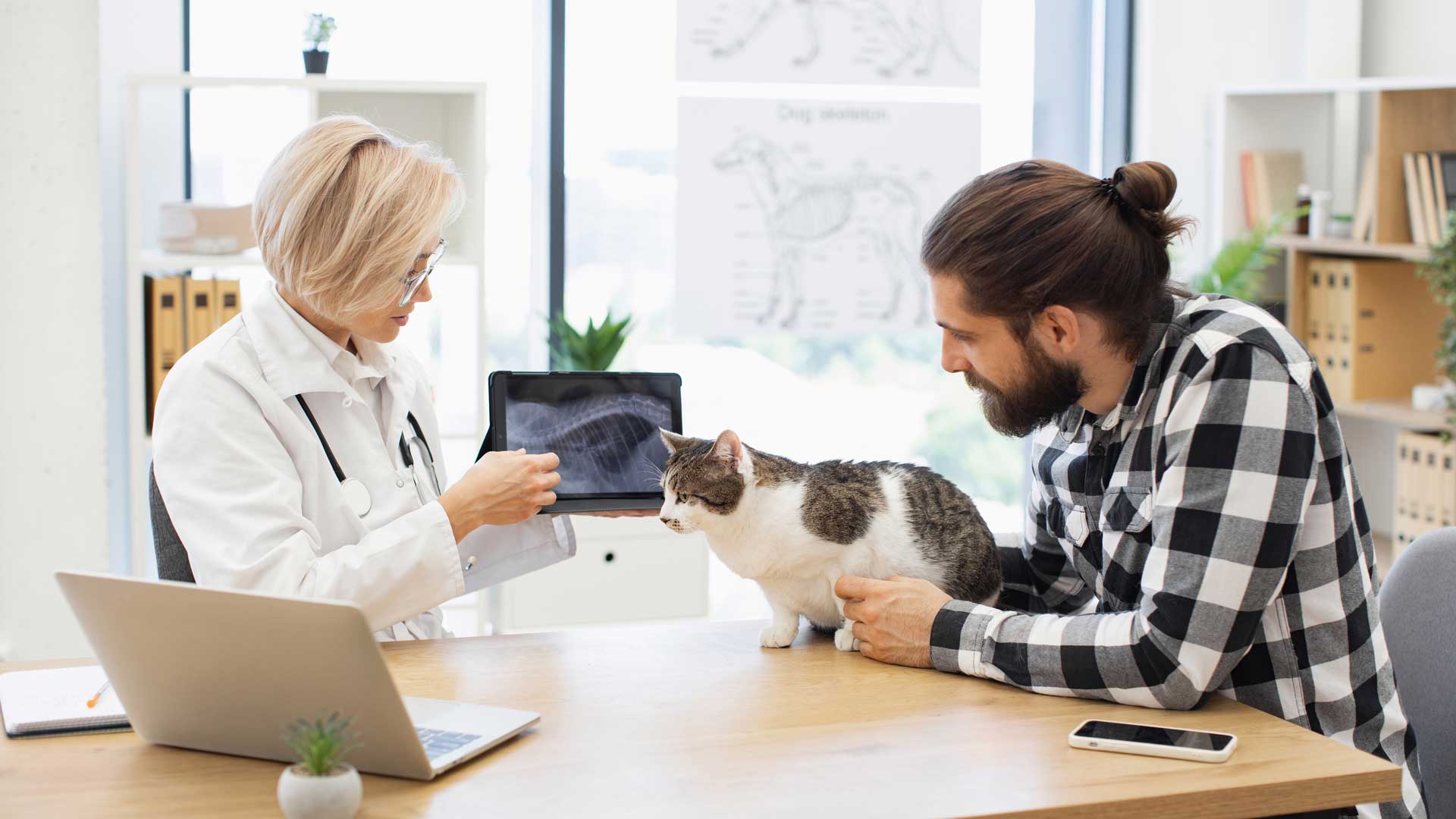 A vet with a gray and white cat and their owner looking at an X-ray