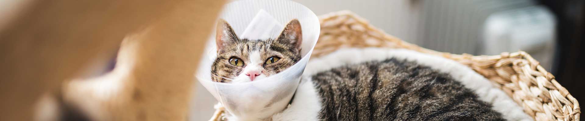 A cat in a cone after getting spayed or neutered