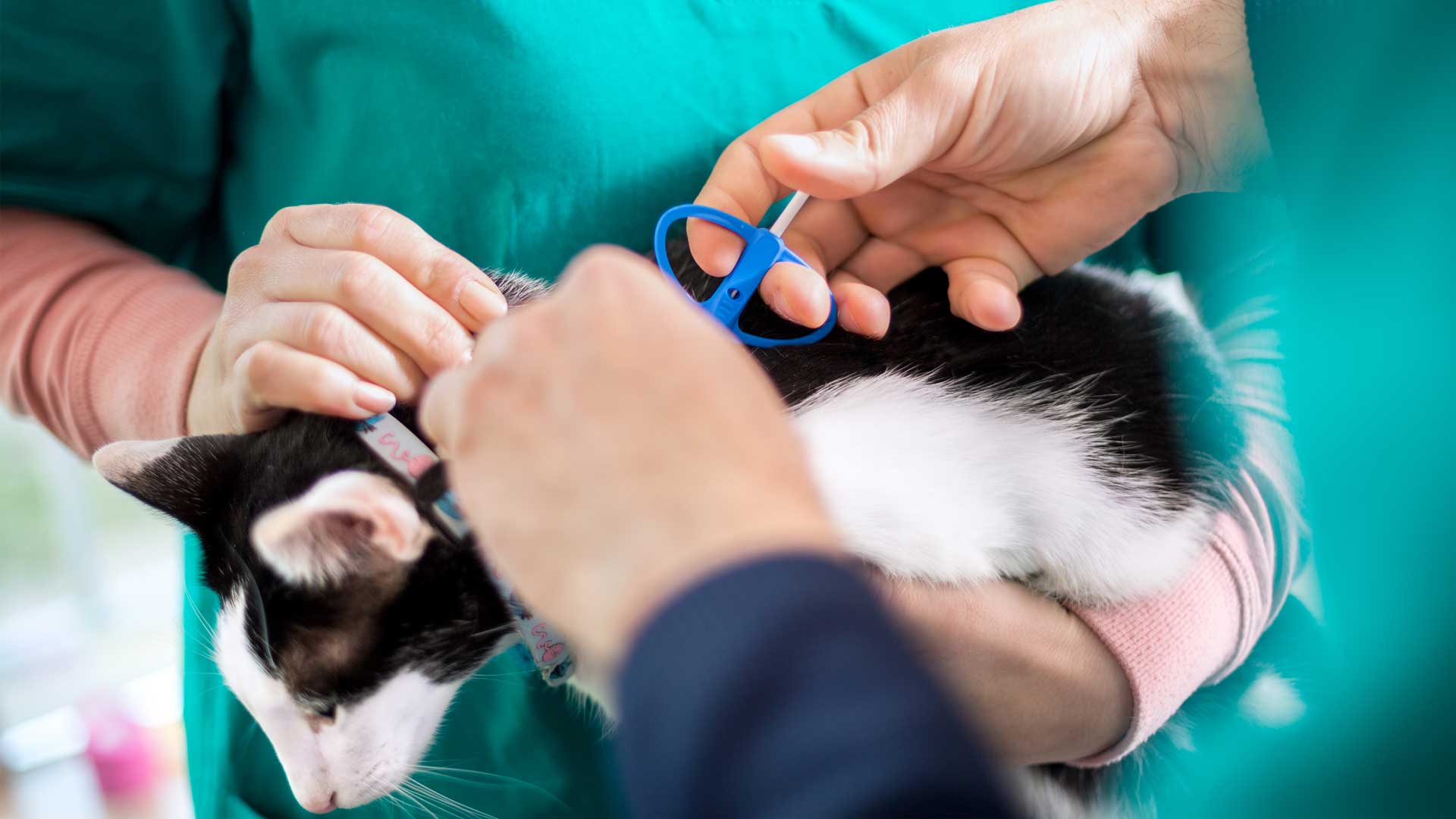 A cat in a vet's office getting a microchip