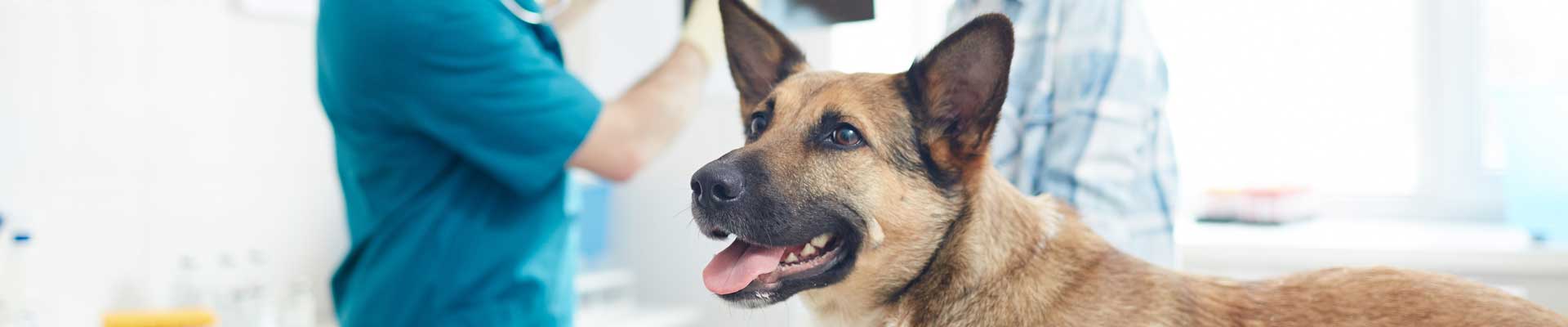 A brown haired dog with pointy ears at a vet's office