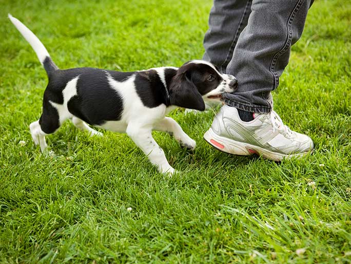 A cute black and white puppy biting the pants leg of their owner