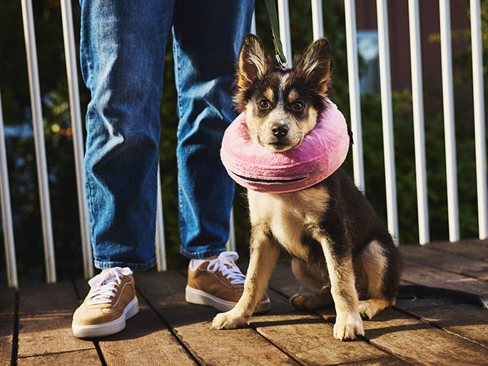 A cute brown and black puppy wearing a pink surgery pillow
