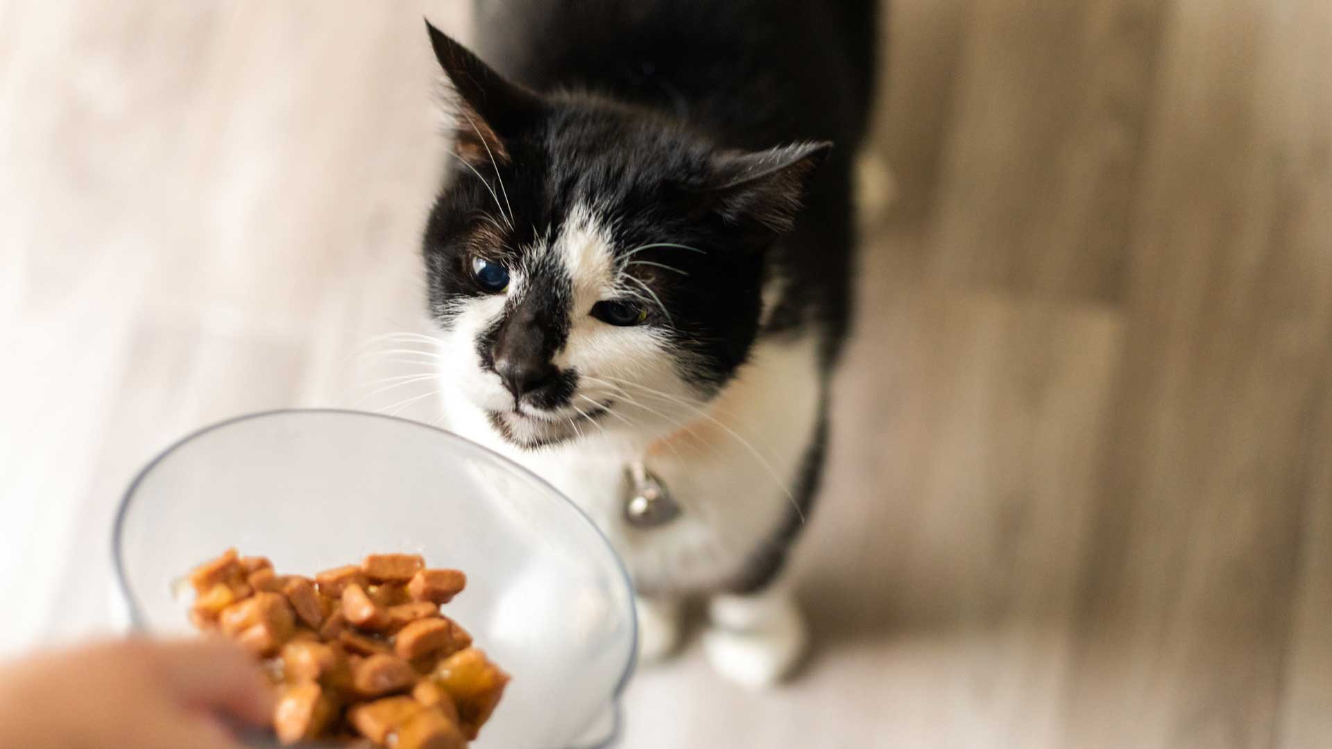 A pet owner holds out a bowl of cat food to a black and white cat