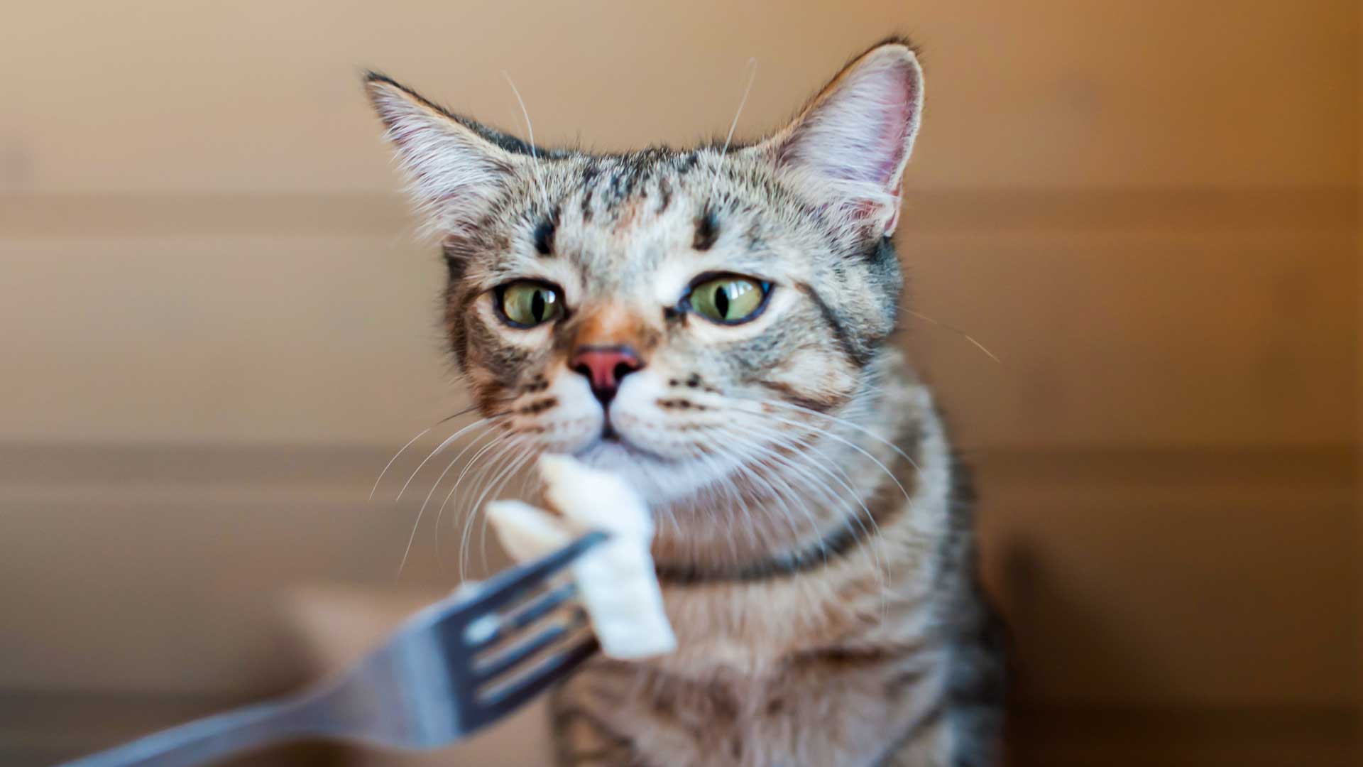 A tabby cat looks at a piece of food on a fork