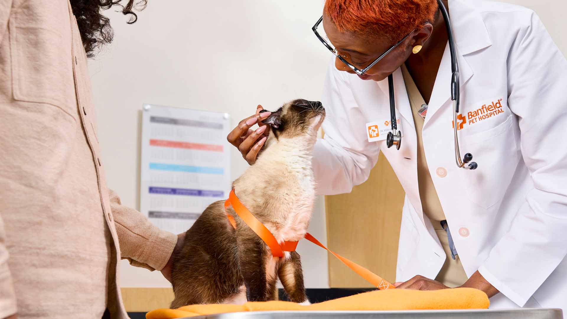 A Banfield veterinary professional greets a Siamese cat