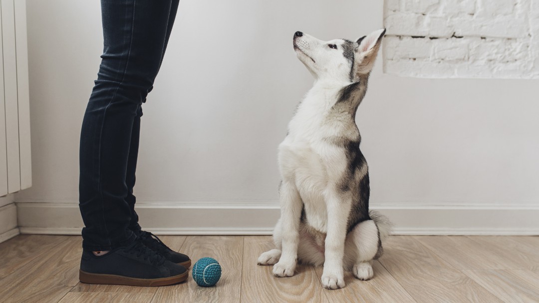 Cute dog looking at owner 