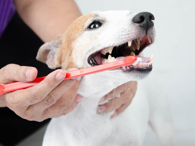A dog with an orange toothbrush in its mouth
