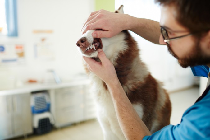   A husky getting its teeth inspected