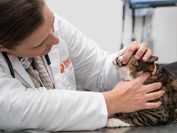 Dr. Heidi Cooley examining a cat's tooth