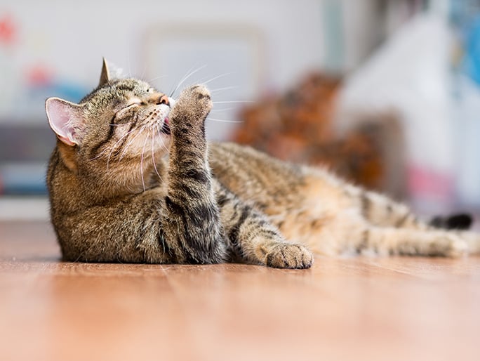 A tabby cat licking its paw