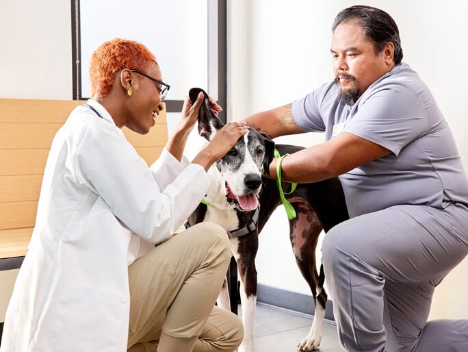 A vet and vet tech examining a dog