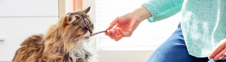 A longhair cat eating a jerky treat