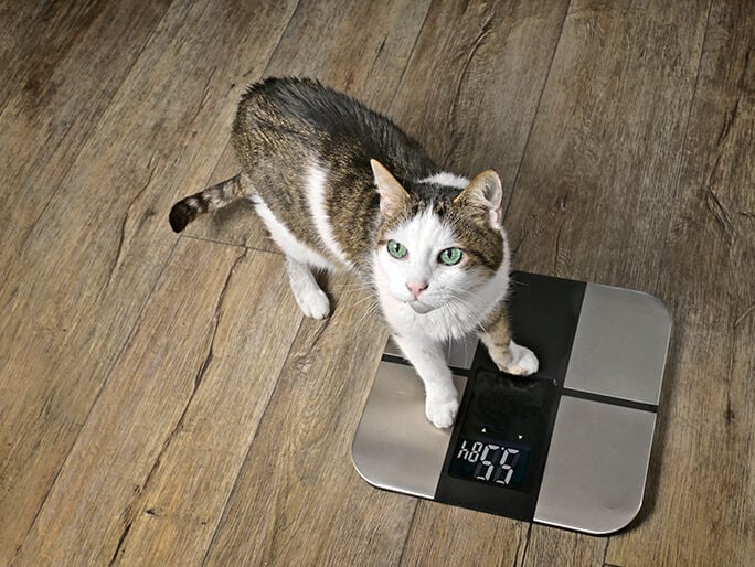 A cat stepping on a scale
