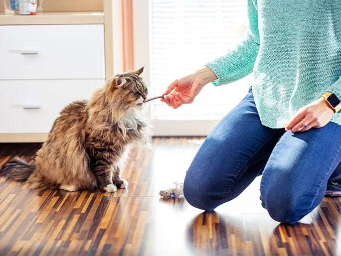 A longhair eating a jerky treat
