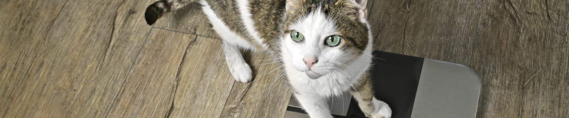 A cat stepping on a scale