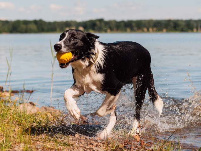 A Border Collie getting a yellow bowl from a river