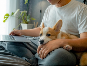 A corgi puppy laying in their owner's lap