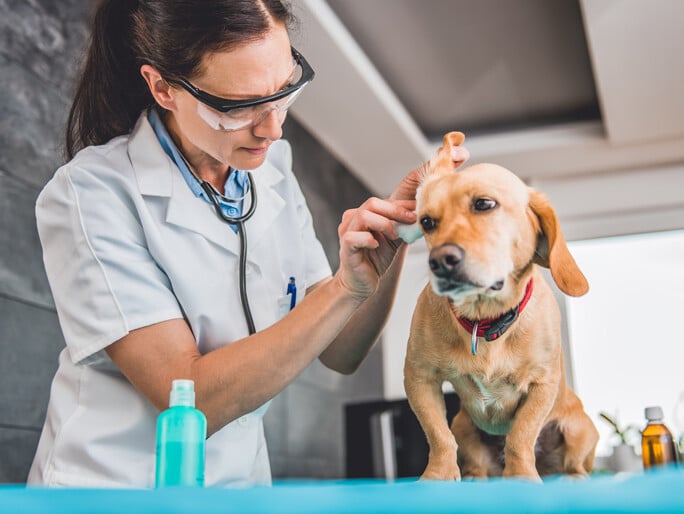 A dog getting examined by a vet