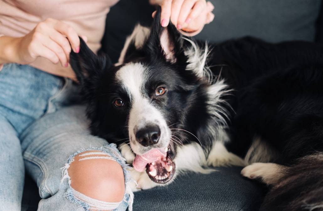 owner playing with dog ears