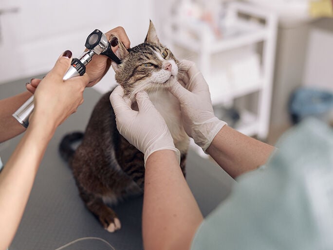 A Manx cat getting it's ear examined