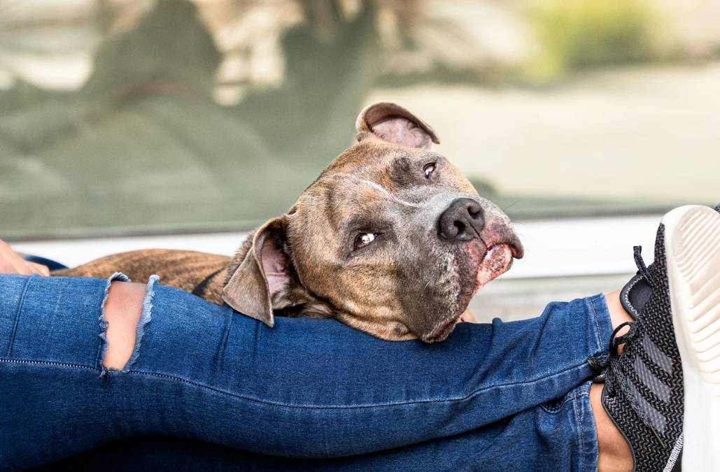 A dog laying on its owner's leg