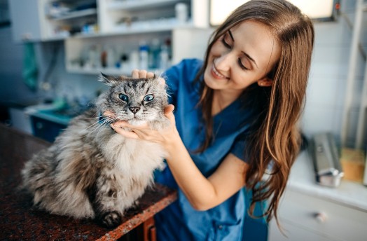 A shaggy gray cat getting examined by a vet tech