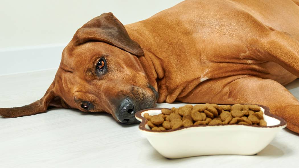 A dog laying next to a bowl of food