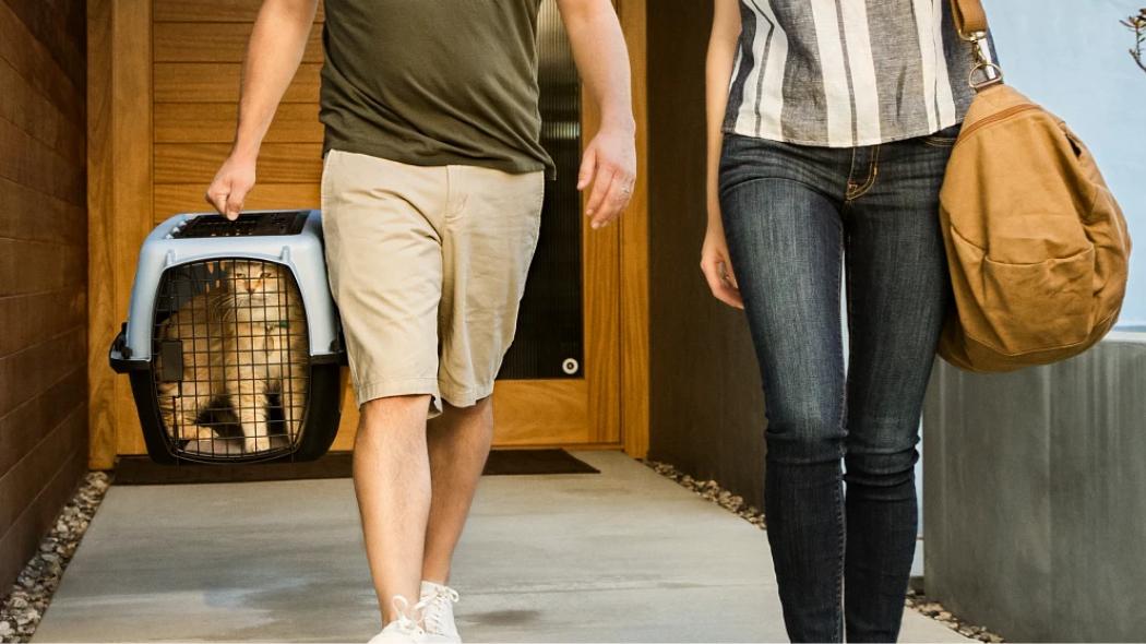 A cat in its carrier leaving a vet
