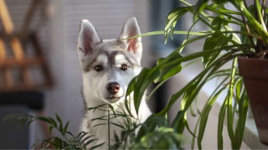 A dog standing behind a plant