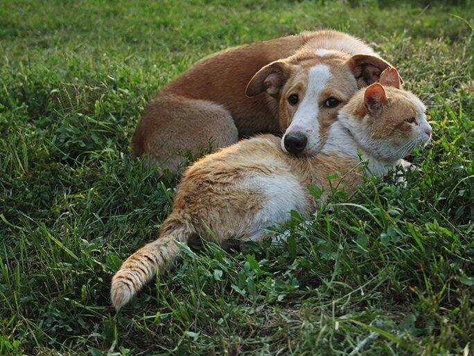 A cat and dog laying a field with one another