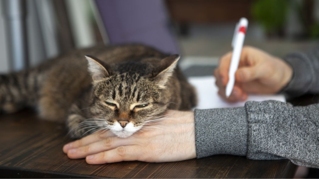 A cat laying on their owner's hand
