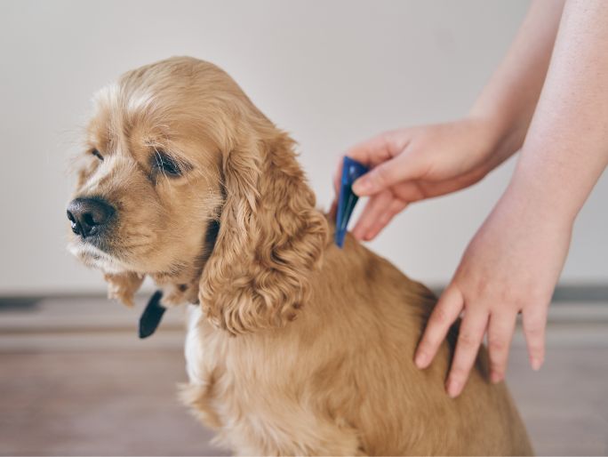A shaggy dog getting treated for fleas