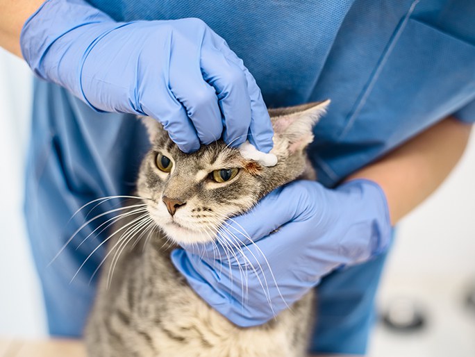 A cat getting checked for fleas