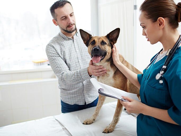 A happy dog looking smiling while being treated