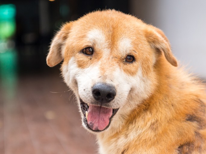 A happy Golden Retriever looking straight ahead