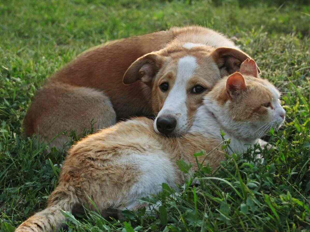 A cat and dog laying together in a field