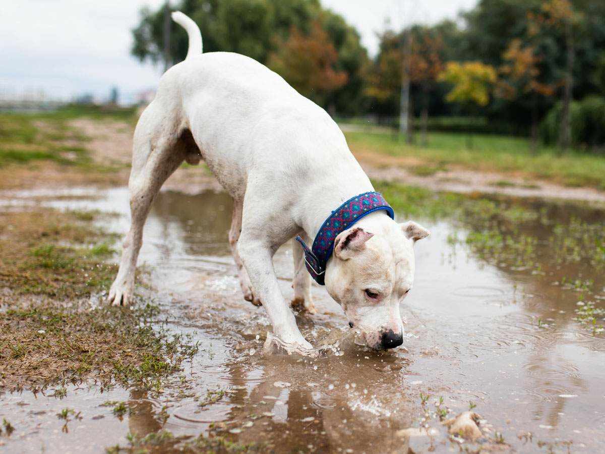 A white dog playing in a puddle