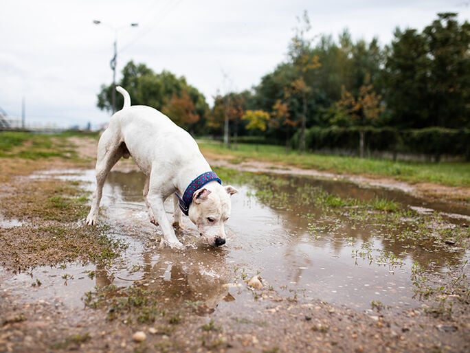 A white dog playing in a muddy puddle