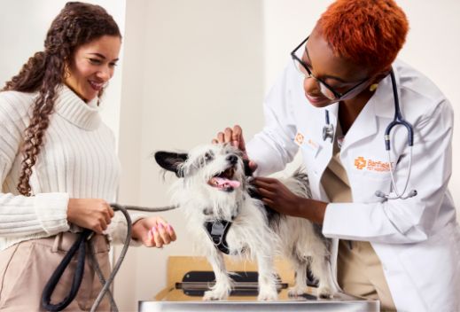A shaggy dog getting examined by a vet and vet tech